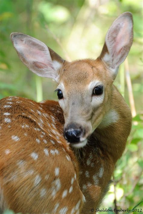 White Tailed Deer Fawn Animals Cute Animals Cute Baby
