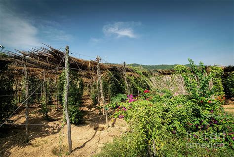 Peppercorn Vines Growing In Organic Pepper Farm In Kampot Cambod