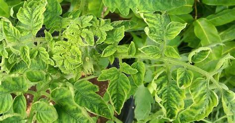 Tomato Leaf Curl Virus Causes And Remedies For Tomato Leaves Curling