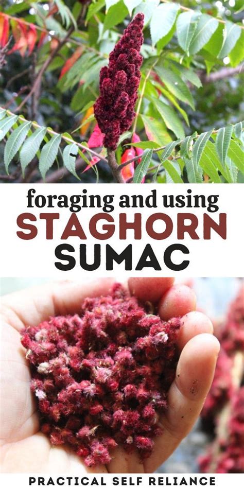 Foraging And Using Staghorn Sumac Edible Wild Plants Medicinal Herbs