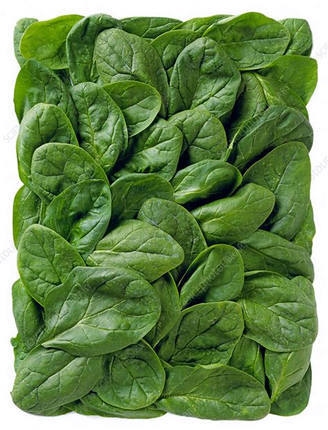 Spinach Leaves Spinacia Oleracea Stock Image H1103743 Science