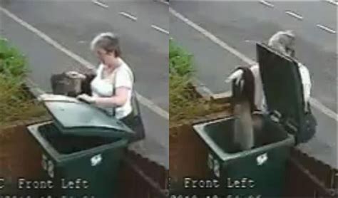 ukip appoint woman who put that cat in wheelie bin as advisor on cat welfare the rochdale herald