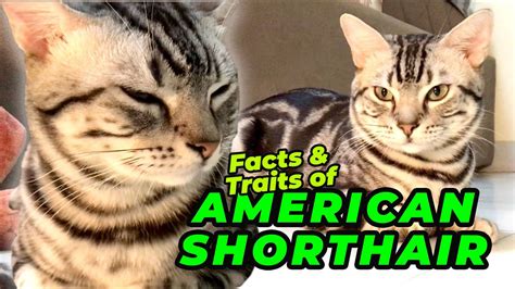 American Shorthair Cat Breed Facts And Personality Traits Youtube