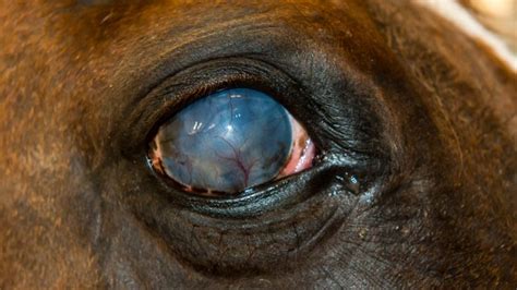 Corneal Ulcers The Horses Advocate