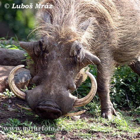Phacochoerus Africanus Pictures Desert Warthog Images Nature Wildlife