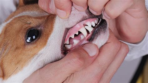 Signs And Symptoms Of Dog Mouth Disease Earth Of Pet