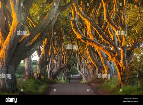 The Dark Hedges Is An Avenue Of Beech Trees Along Bregagh Road Between