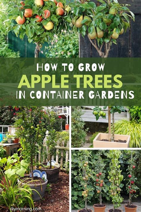 How To Grow Apple Trees In Containers And Pots Diy Morning