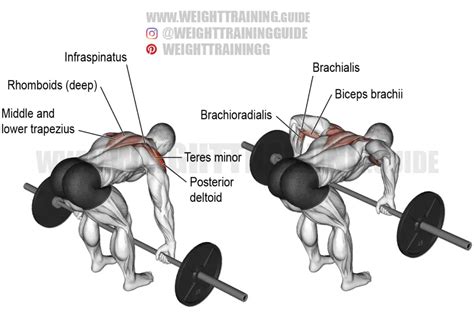 Barbell Rear Delt Row Exercise Instructions And Video Weighttraining