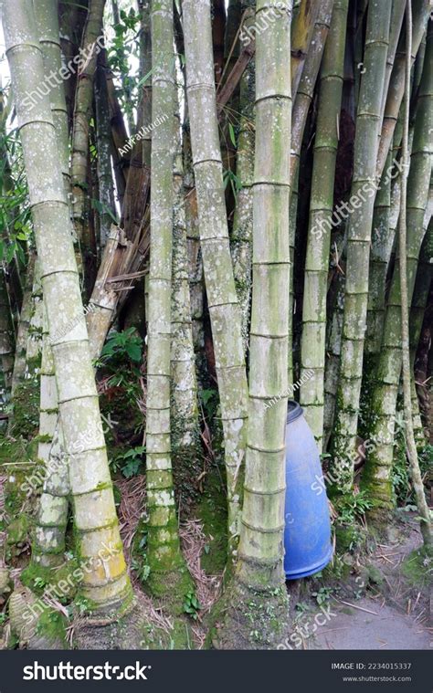 Bamboo Forest Ledok Sambi Yogyakarta Hutan Stock Photo 2234015337