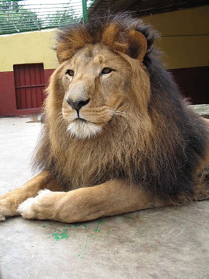 Ethiopische Zwarte Manen Leeuw Strijdt Voor Voortbestaan Animals Today