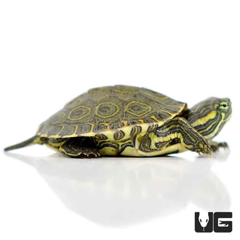 Baby Nicaraguan Ornate Slider Turtle Underground Reptiles