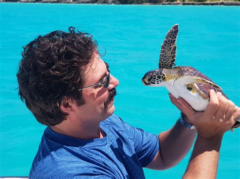 Bermuda Turtle Project Continues Research Bernews