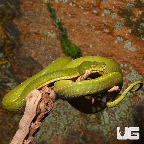 Jayapura Green Tree Pythons Morelia Viridis For Sale Underground