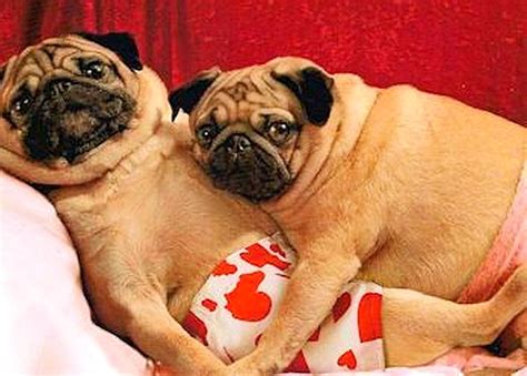 Dog valentine cards are perfect for the pet lover in your life. Dogs Who Can't Wait to Be Your Valentine - LIFE WITH DOGS