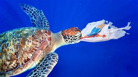 Monet Kran Konzentration Plastikmüll Im Meer Tiere Übertragung Nicht Schauspiel