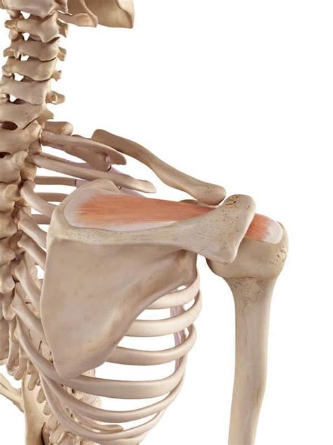 Top 6 Supraspinatus Exercises For Shoulder Rehab Shoulder Rehab