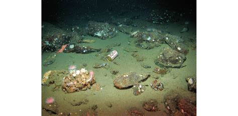 Pollution In The Deep Sea Are Any Habitats Safe From Human