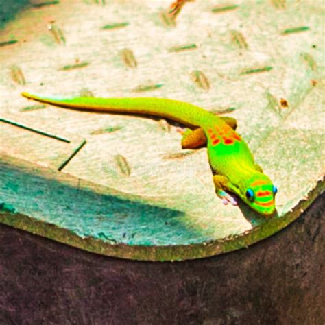 Green Yellow Lizard On Wall Hawaii Editorial Image Image Of Paradise