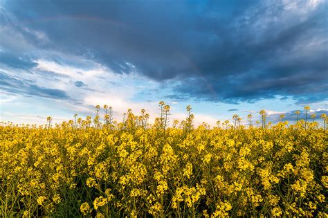 Rapeseed Field Blooming Canola Flowers Panorama Rape On The Field In