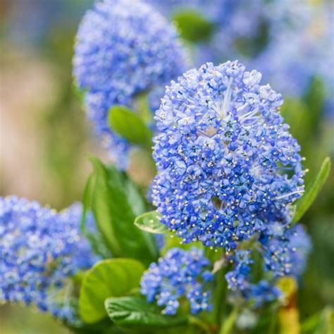 We did not find results for: arbuste a fleurs bleues - Agencement de jardin aux ...