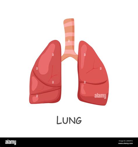 Lung Of Human Cartoon Design Isolated Vector Stock Vector Image