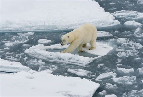 Why Polar Bears Became An Icon Of Climate Change
