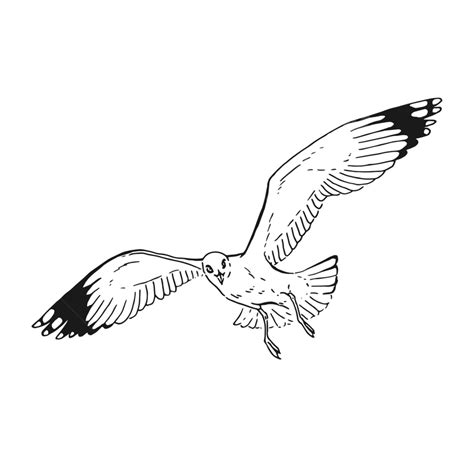 Gambar Sketsa Burung Camar Terbang Kontur Burung Pena Png Dan Vektor