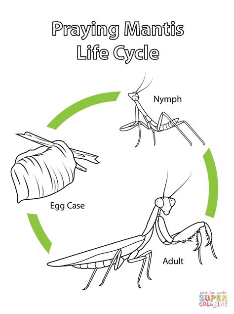 Life Cycle Of Praying Mantis Coloring Page Free Printable Coloring