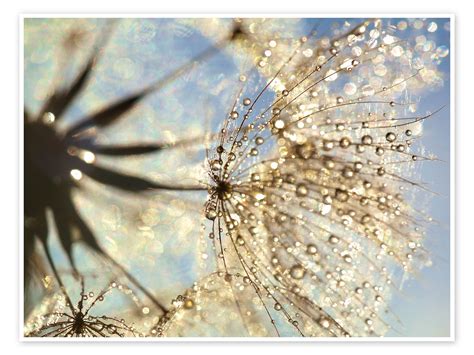 Dandelion Magic Of Nature Print By Julia Delgado Posterlounge