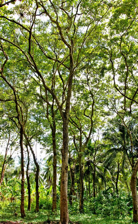 Philippine Native Trees 101 Eight Examples Of Native Trees And The