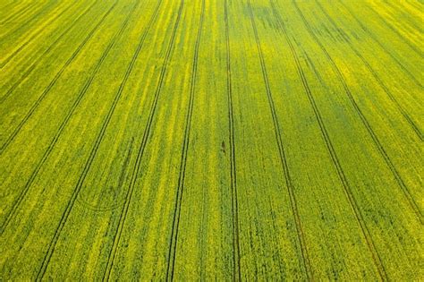 Premium Photo Top View Of The Sown Green In Belarusagriculture In
