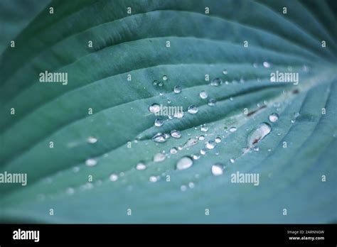 Water Droplets On A Large Green Leaf Of A Plant Stock Photo Alamy