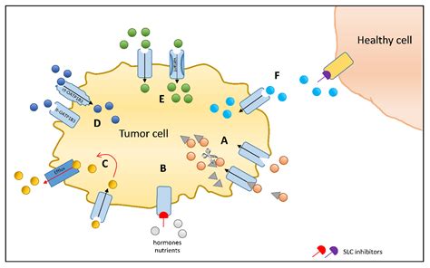 Cancers Free Full Text Uptake Transporters Of The Slc21 Slc22a