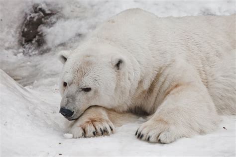 Bear Thought Head And Feet Largepowerful Polar Bear Lies In The Snow
