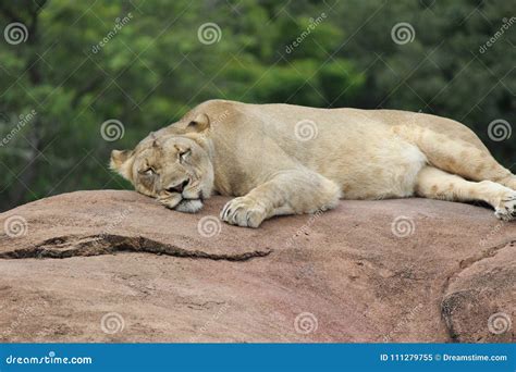 Lioness Napping On A Brown Rock Stock Image Image Of Jungle Animal
