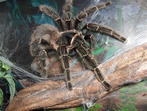 Assustei quando vi a aranha caranguejeira de minha namorada. Circulo Mitológico: Aranha Caranguejeira Rosa Brasileira.