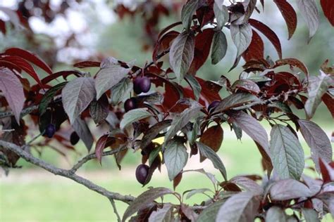 Prunus Cerasifera Newport Cherry Plum