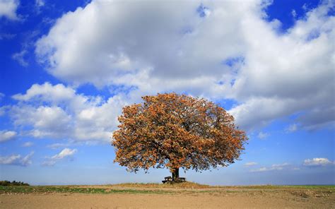4k Lonely Tree Wallpapers High Quality Download Free