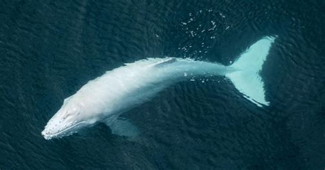 Pilot Snaps Aerial Photos Of Rare Albino Humpback Whale Calf Swimming