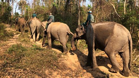 Endangered Asian Elephants Find Nature Sanctuary In Laos Npr