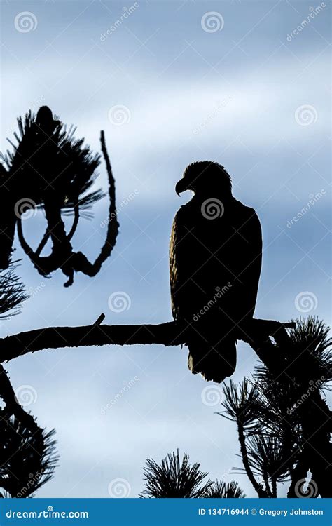 Perched Bald Eagle In Silhouette Stock Photo Image Of Eagle Abstract