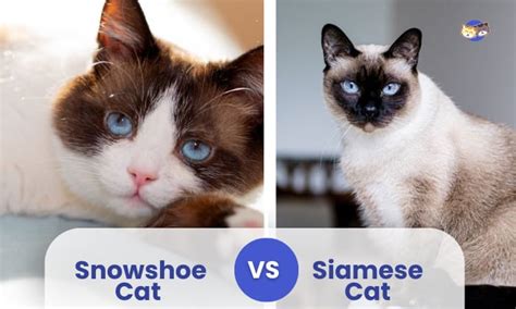 Snowshoe Vs Siamese Cat A Breed Comparison