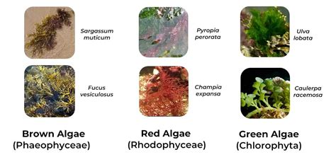 What Is Algae Its Types And Characteristics With Examples