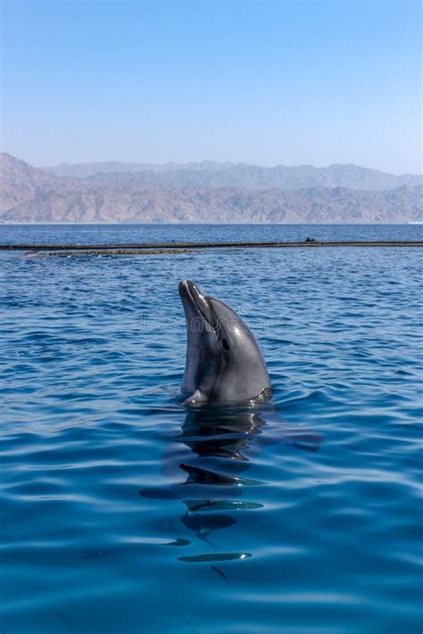 Dolphin At Dolphin Reef Tourist Destination In Eilat In Israel Stock