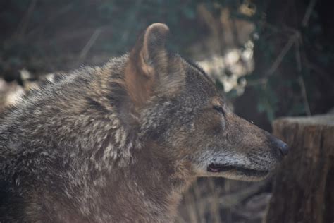 Iberian Wolf Pack Alpha Zoochat