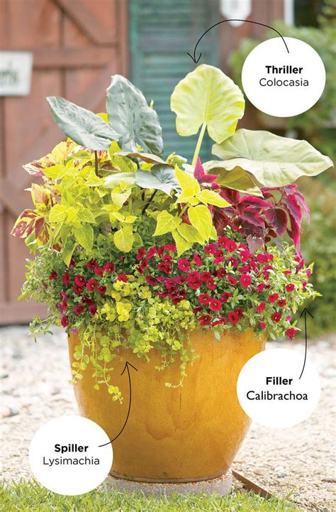 How To Make A Container Garden — Protip Incorporate A Thriller A