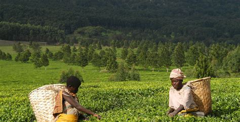 Tea Plantations Of The Southern Highlands Journeys By Design