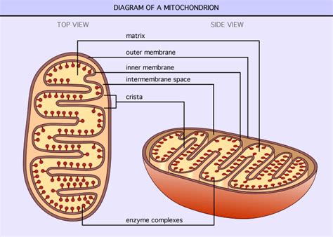 Science Doing Mitochondrion Cell Organelle A Symbiotic Cyanobacteria