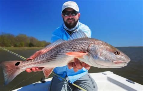 Redfish Size Limits By State Active Beach Fishing